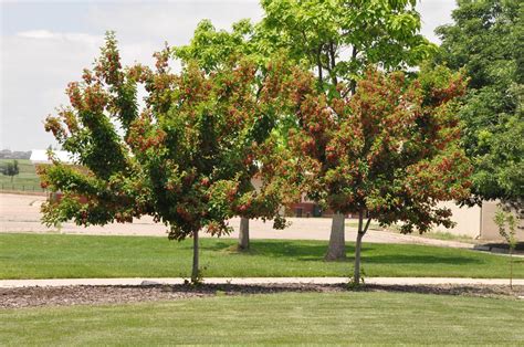 CO-Horts: Options for Small Flowering Trees﻿