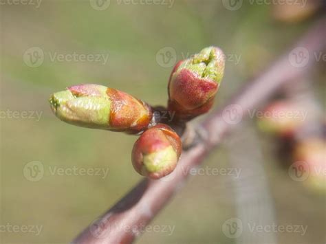 Young Flowers Sprout In Spring 23070869 Stock Photo At Vecteezy