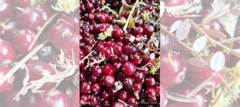 Клюква свежая купить в Омске с доставкой | Товары для дома и дачи | Авито