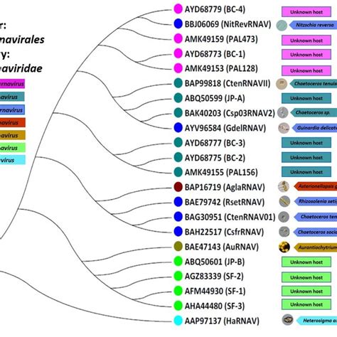 Comparative Phylogenetic Analysis Of Eight Diatom Viruses Based On