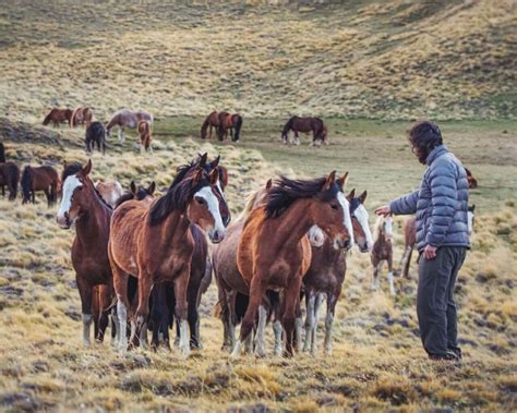 Los Baguales Del Fin Del Mundo Leyendas De Libertad Y Belleza En La