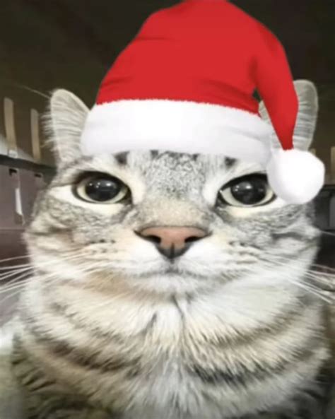 A Cat Wearing A Santa Hat Looking At The Camera