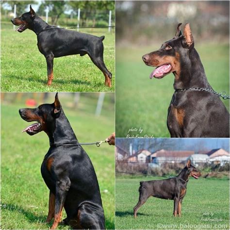 Doberman Tenci Halo Oglasi