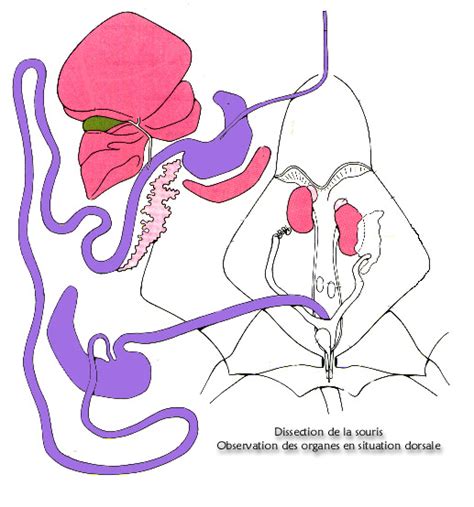 Dissection Souris