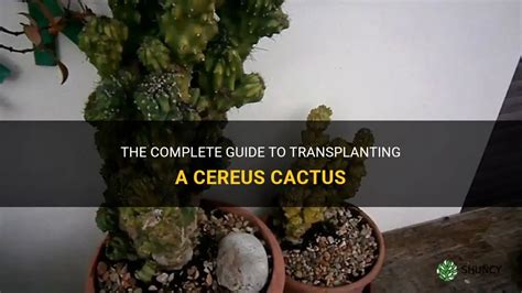 The Complete Guide To Transplanting A Cereus Cactus Shuncy