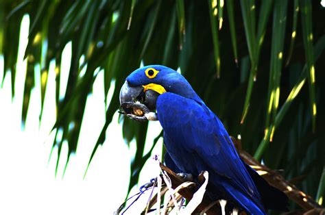 Gran Chaco Biodiversity – Creative Carbon