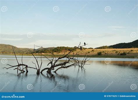 Branches In Water Stock Image Image Of Natural Lake