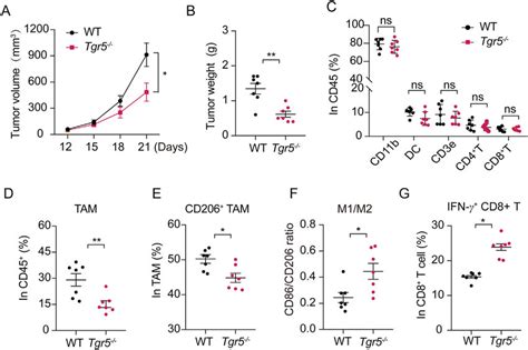 Tgr5 Deficiency In Mice Suppresses Llc Tumor Growth And The