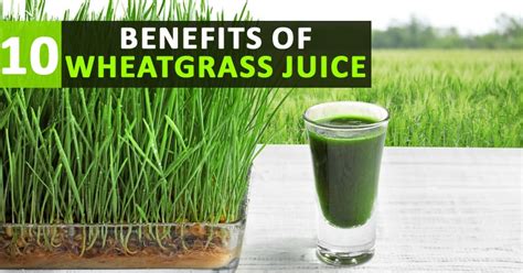 10 Health Benefits Of Wheatgrass Juice That Proves It Is A Super Juice