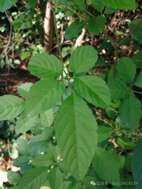 物语之乌蔹莓（causonis Japonica） · 科普中国网