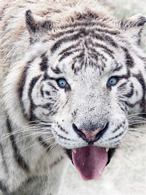 White Tigers With Blue Eyes In Snow Wallpaper