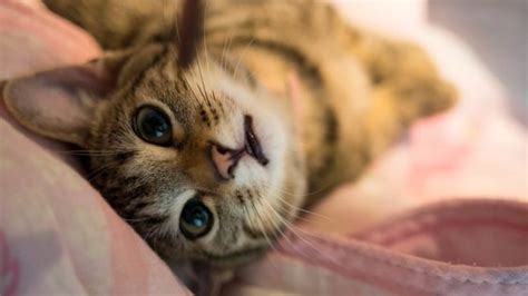 12 Cat Meow Sound And What They Mean Exactly Cats In Care