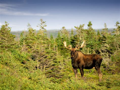 Moose - Newfoundland and Labrador, Canada