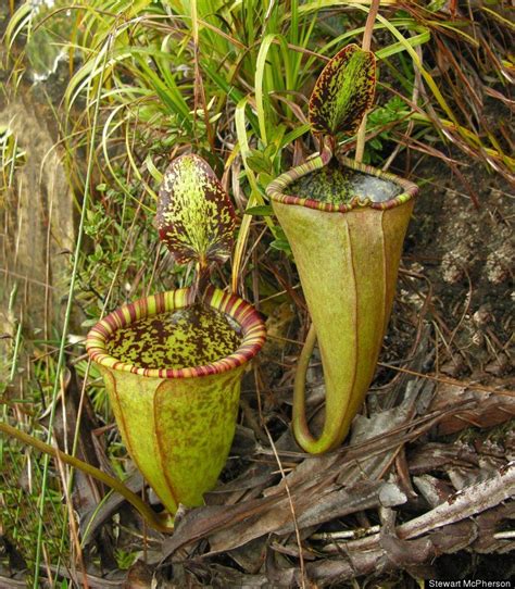 Scientific Name Nepenthes Attenboroughii Common Name Attenborough S