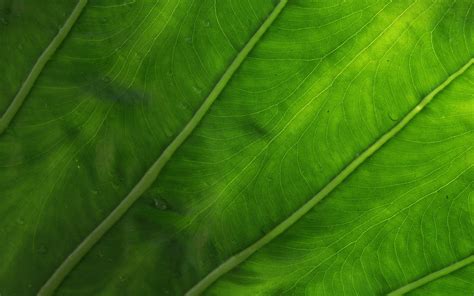 Hintergrundbilder Sonnenlicht Blätter Natur Gras Pflanzen Ast