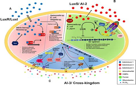 | Quorum sensing in an overview, (A) describes the AI-1 mediated Quorum ...