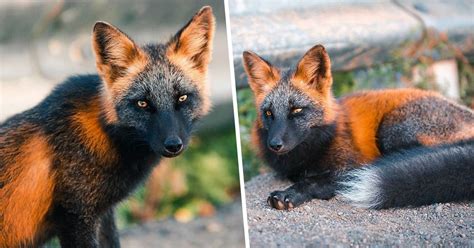 Un homme a gagné la confiance d’un renard noir et roux et a partagé de superbes photos de lui ...