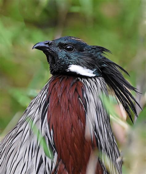 koklass pheasant rpicsofunusualbirds