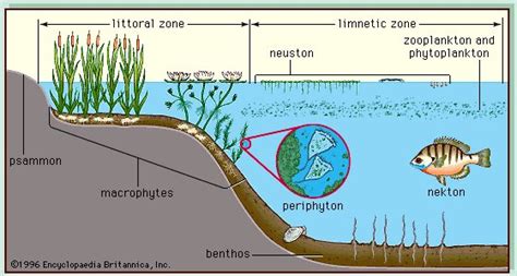 Chapter Biomes And Ecozones Humans And The Environment