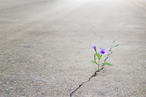 Flower Growing Out Of Crack