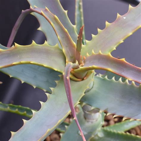 Aloe Arborescens Eden Plantae