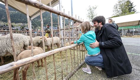 Fotos Ordino Clou Una Reeixida Fira Del Bestiar