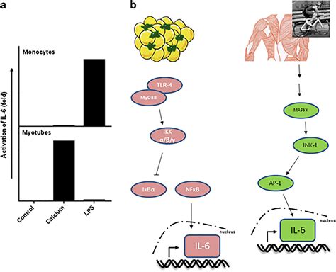 From Cytokine To Myokine The Emerging Role Of Interleukin6 In