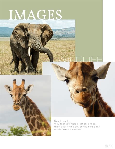 Wildlife - Magazine Cover Template | Visme