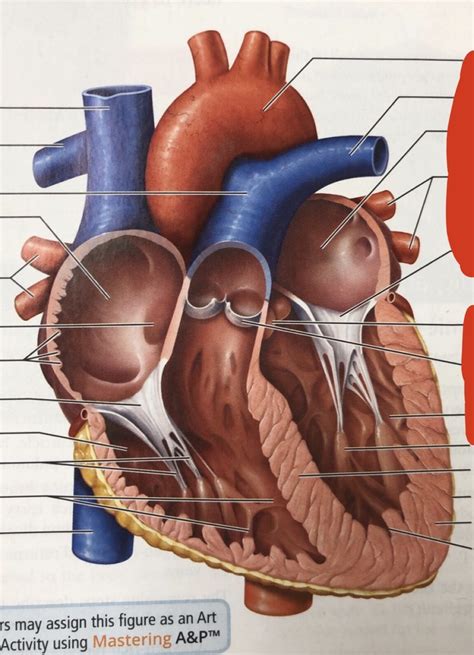 A P 2 Lab Heart Pt 3 Diagram Quizlet