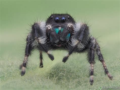 Bold Jumping Spider Super Macro Photo - Nature Photography Workshops ...