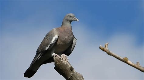 Ptice Hrvatske Golub Grivnja Mladi Columba Palumbus Birds Of