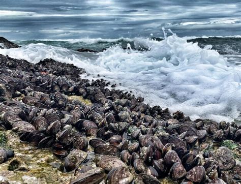 Premium Photo | Aerial view of rocks on beach