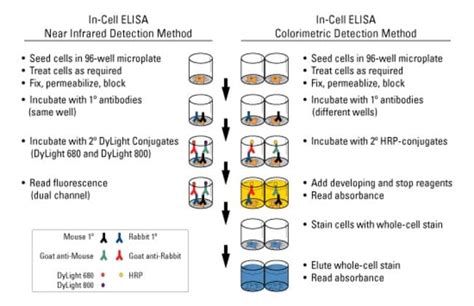 In Cell Elisa Kit Colorimetric Thermo Fisher Scientific