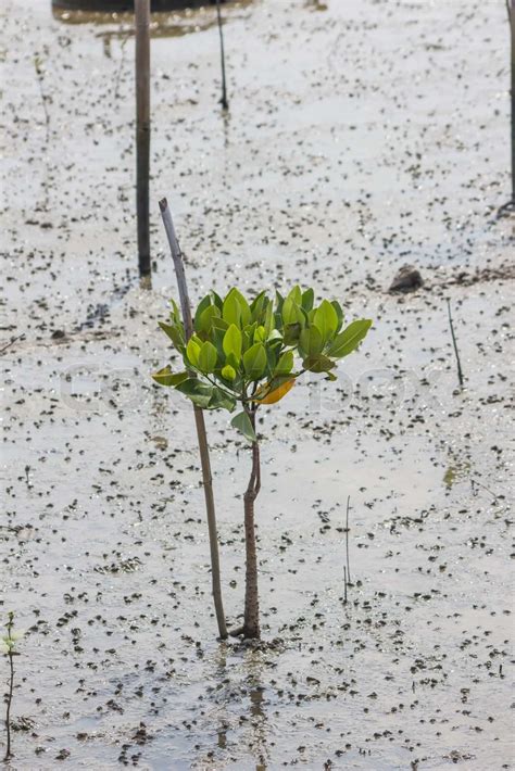 Rhizophora Apiculata Stock Image Colourbox