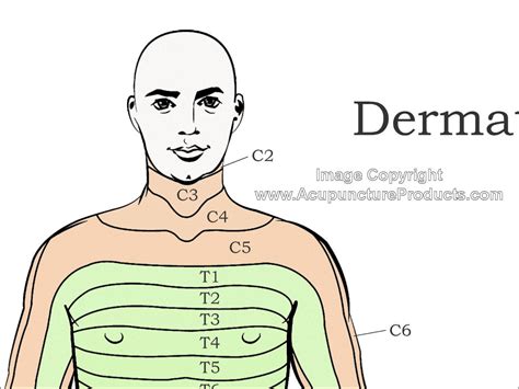 Dermatomes Of Upper Extremity