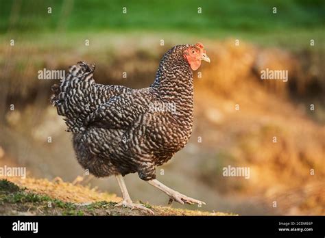 Domestic Chicken Gallus Gallus Domesticus Hen Runs In A Meadow