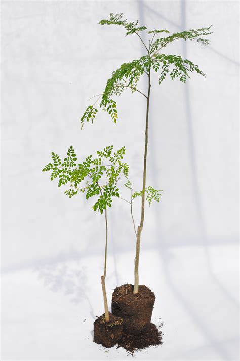 Moringa Seeds For Planting