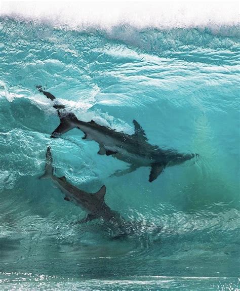 🔥 two sharks surfing a wave in australia 🔥 : r/NatureIsFuckingLit