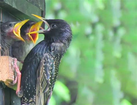 The Charms of Starlings: A Tale of Intelligence, Adaptability, and Beauty - The Worlds Rarest Birds