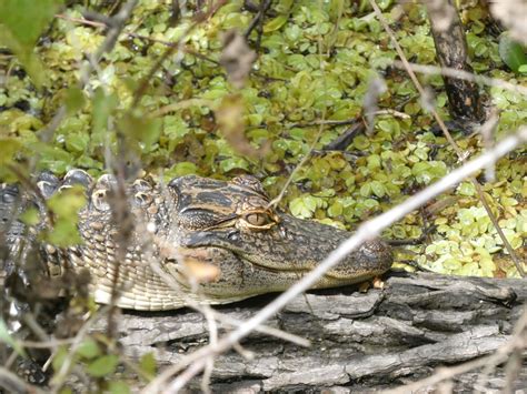 American Alligator From Hillsborough County Fl Usa On March