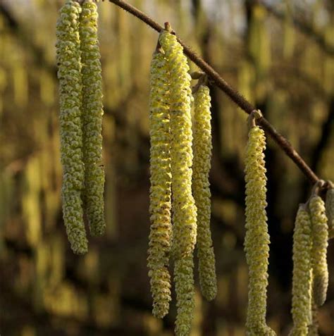 Species Spotlight American Hazelnut Three Rivers Park District