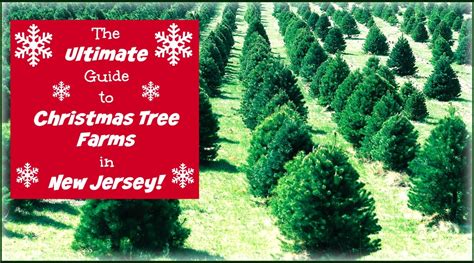 The Ultimate Guide To Christmas Tree Farms In New Jersey Things To Do