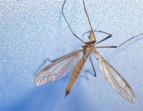 Tipula Paludosa Galerie Insecte Org