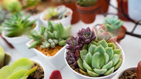 Succulent Plant Care: All You Need to Know! - Cozynestliving