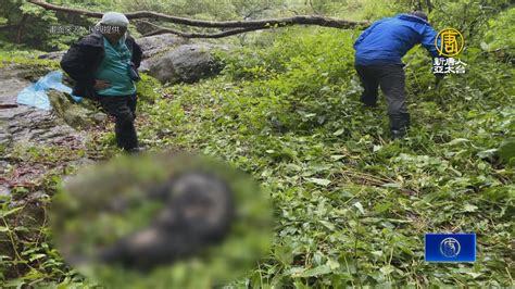 台灣黑熊疑遭槍擊？玉管處：驗出子彈不排除盜獵 新唐人亞太電視台