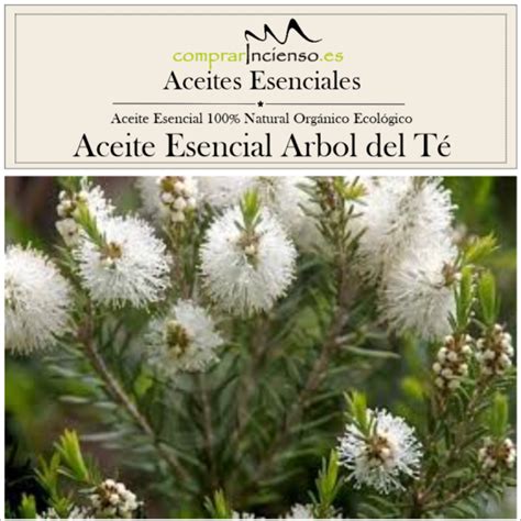 Aceite Esencial Puro 100 Bio Ecológico Árbol de té Melaleuca