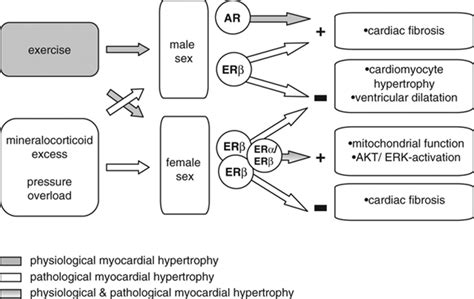 Sex And Sex Hormone Dependent Cardiovascular Stress Responses