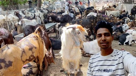 Bakra Mandi Deonar Bakra Mandi Mumbai Bakra Mandi Asia Biggest