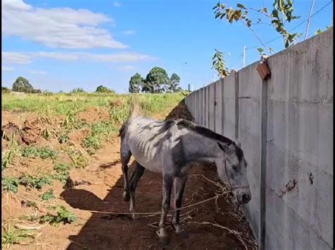 Égua é resgatada em situação de maus tratos em área rural do DF