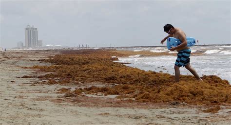 Tourists Grumble As Galveston Seaweed Clean Up Continues Houston